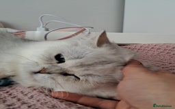 Persian cats for sale: White silver male persian cat kitten sale - Image 9