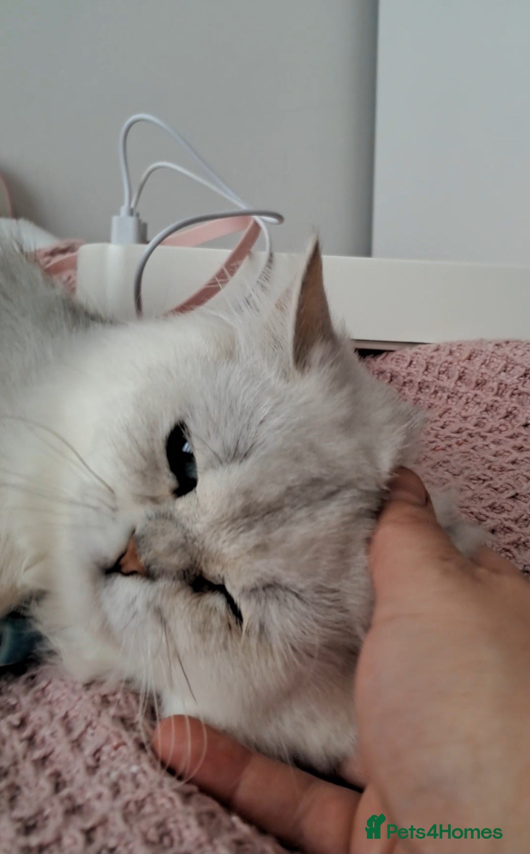 Persian cats for sale: White silver male persian cat kitten sale - Image 9