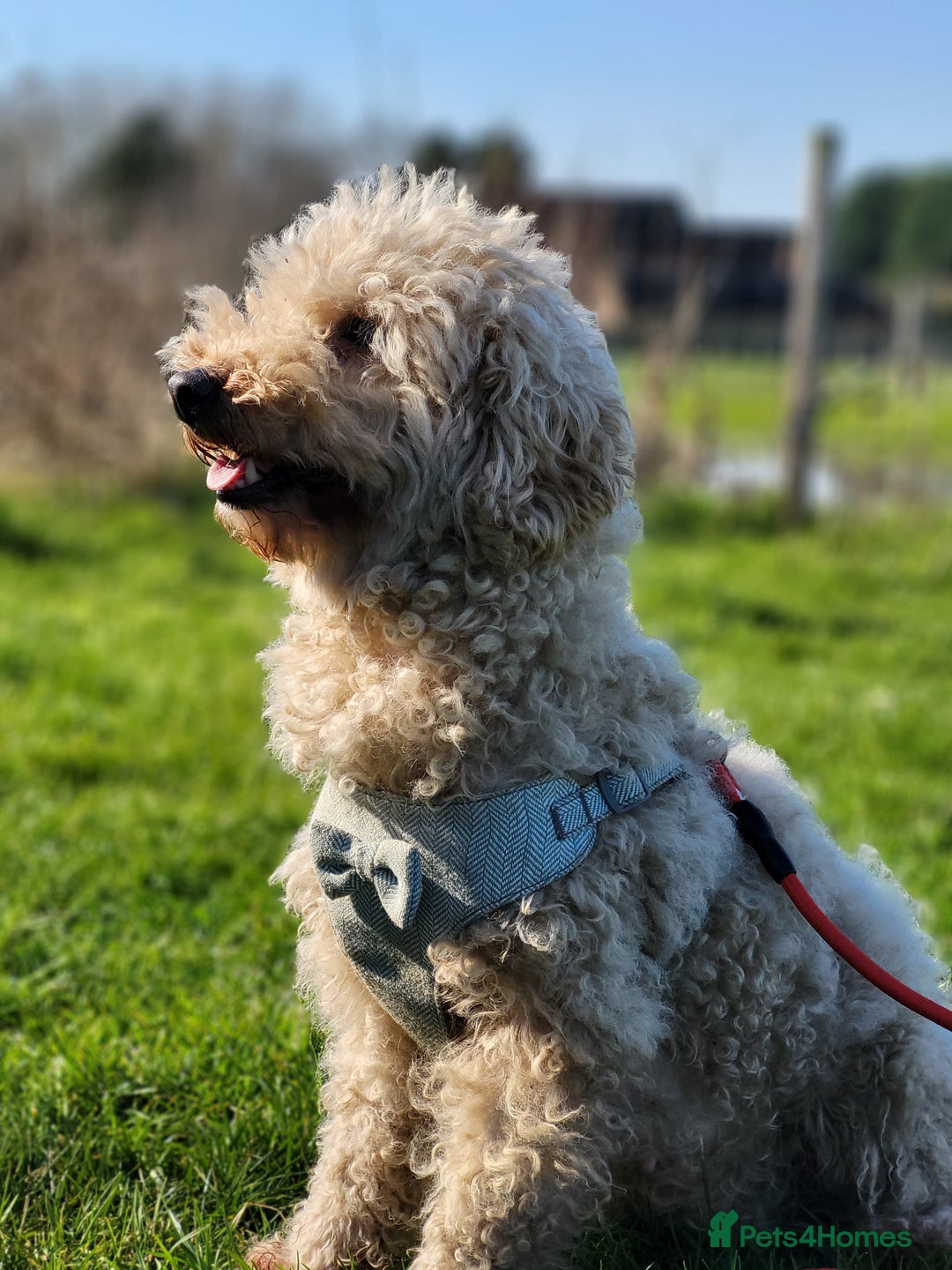 Miniature Poodle dogs for sale: Loving Mini Poodles seeking their new home - Advert 2