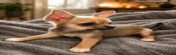 Chihuahua dogs for sale: Two Female Chihuahuas For Sale - Advert 5