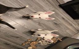 Siberian Husky dogs for sale: 2 White Siberian Huskys - Image 2