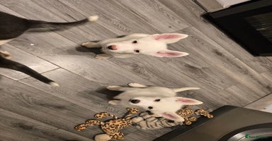 Siberian Husky dogs - Advert 6