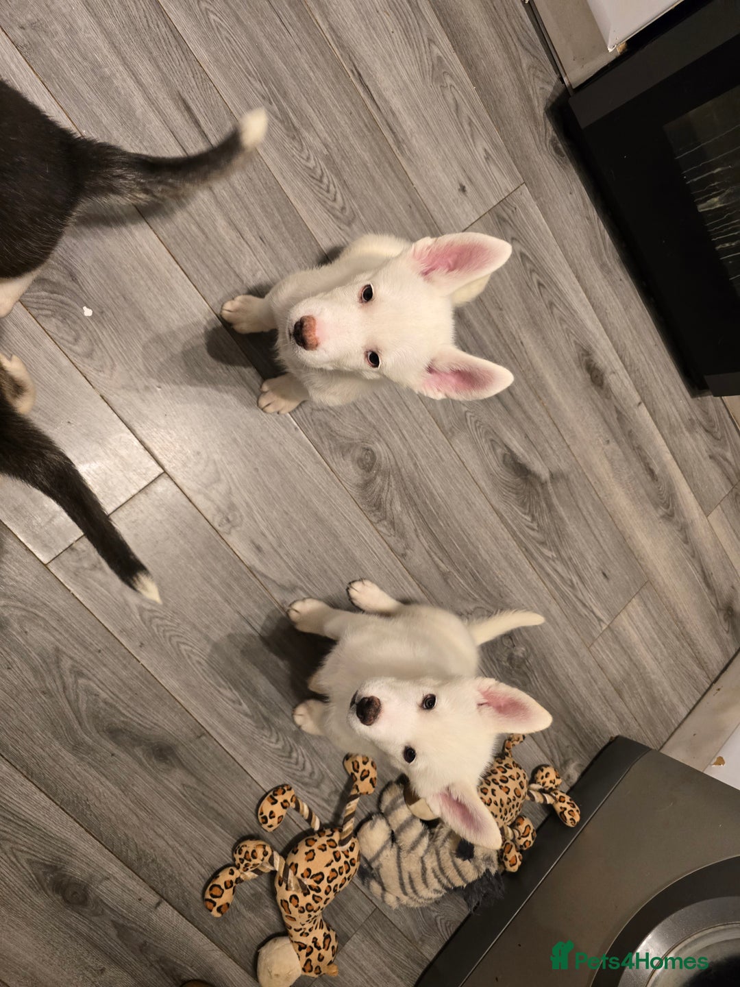 Siberian Husky dogs for sale: 2 White Siberian Huskys - Image 2