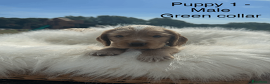 Cocker Spaniel 1