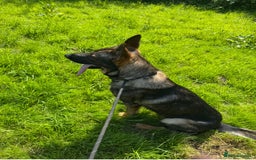 German Shepherd dogs for sale: Czech German shepherd male - Image 1