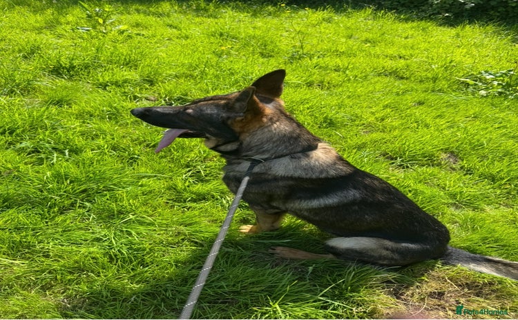 German Shepherd dogs - Advert 13