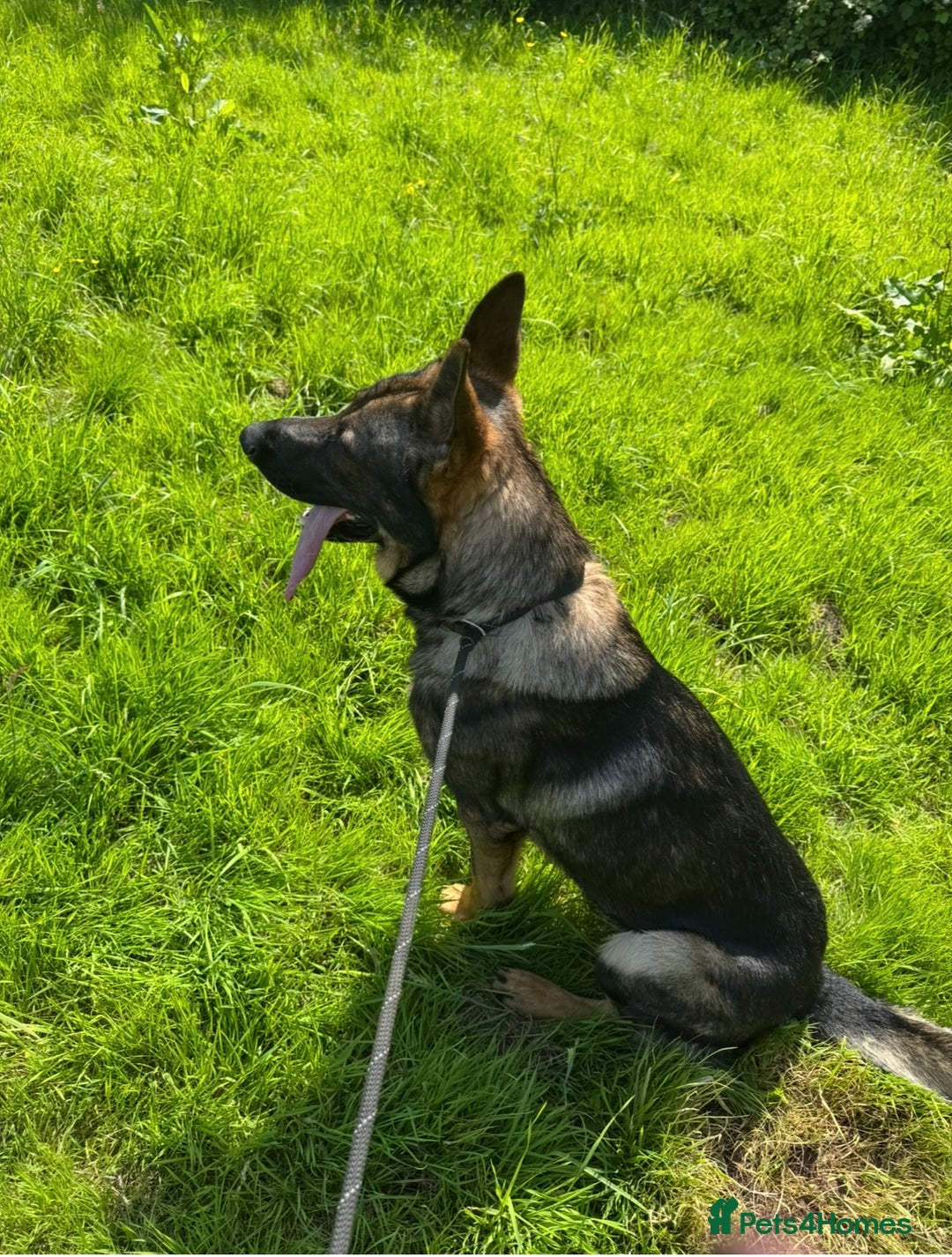 German Shepherd dogs for sale: Czech German shepherd male - Image 1