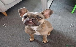 Mixed Breed dogs for sale: French bulldog crossed  - Image 1