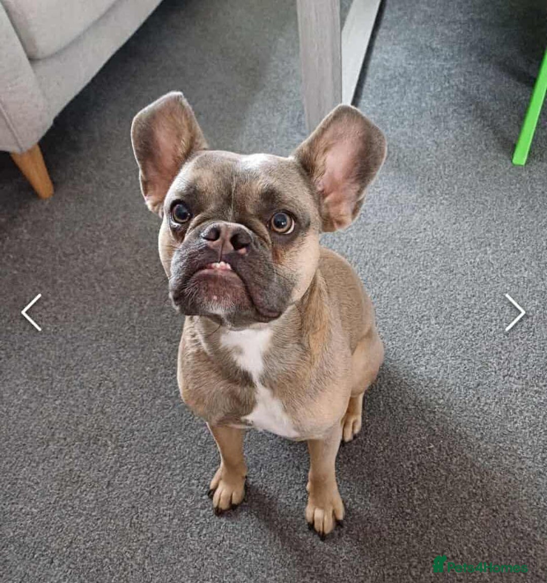 Mixed Breed dogs for sale: French bulldog crossed  - Image 1