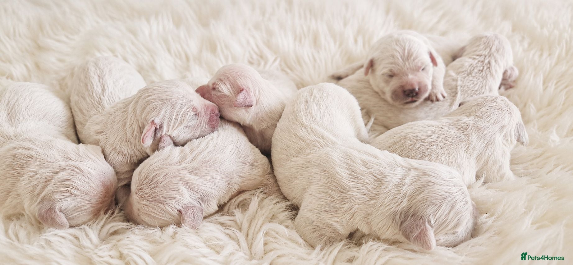 Golden Retriever dogs Newmiller Retrievers Upcoming Litter Announcement - Advert 1