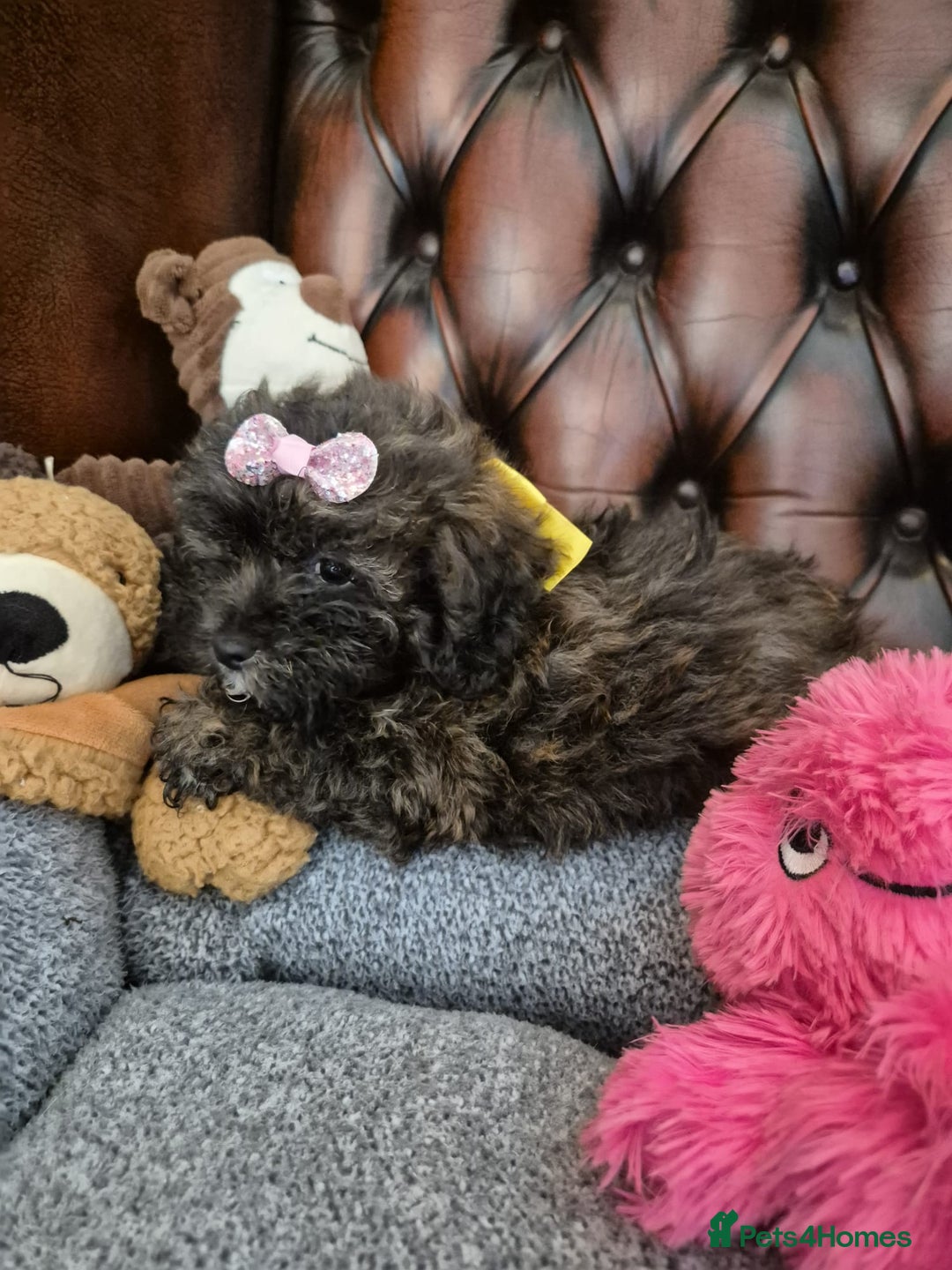 Shihpoo dogs for sale: Shihpoo puppys ready now - Image 3