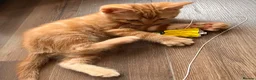 Mixed Breed cats for sale: Mixed Scottish fold straight ears  - Advert 5