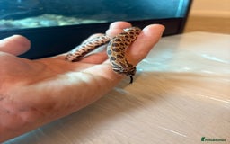 Python Snake reptiles for sale: CHECK DESCRIPTION !!! - Image 9