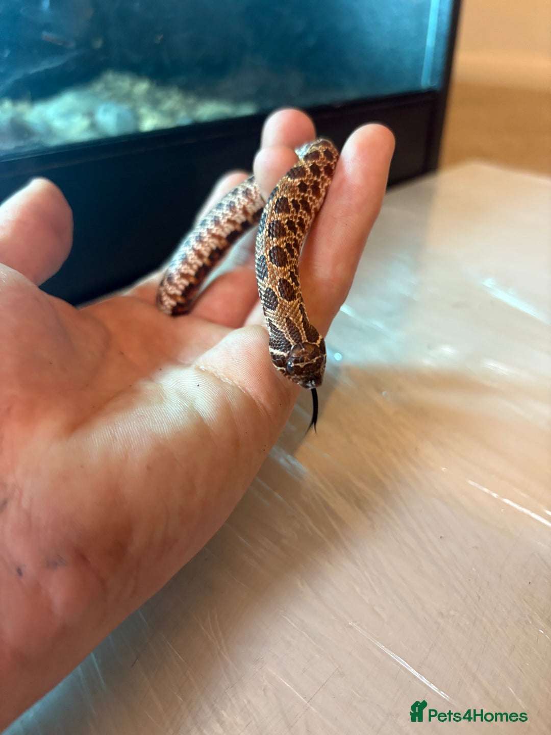 Python Snake reptiles for sale: CHECK DESCRIPTION !!! - Image 9