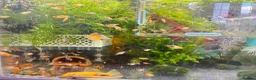 Platies fish for sale: Beautiful small Platy, Guppy Molly &Pleco-HobbyTK - Advert 6