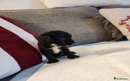 Cocker Spaniel dogs for sale: Cocker Spaniel Puppies🐕🐕 READY 30TH NOVEMBER 💙 - Advert 25