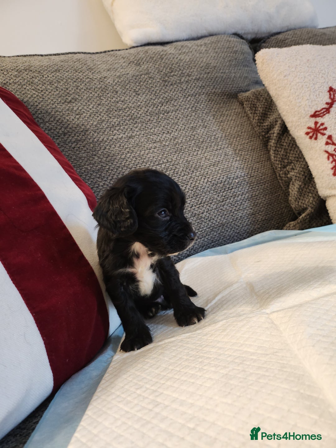 Cocker Spaniel dogs for sale: Cocker Spaniel Puppies🐕🐕 READY 30TH NOVEMBER 💙 - Advert 25