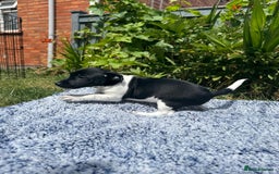 Jack Russell dogs for sale: 5 Available: Jack Russell Puppies. 2 Girls, 3 Boys - Image 30