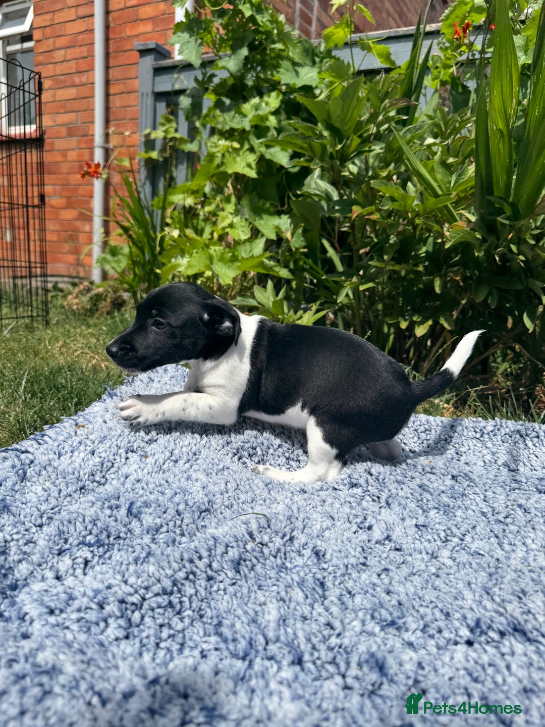 Jack Russell dogs for sale: 5 Available: Jack Russell Puppies. 2 Girls, 3 Boys - Image 30