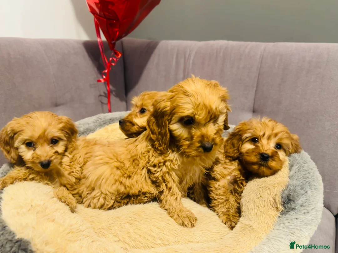 Cavapoo dogs for sale: Cavapoo puppies - Advert 2