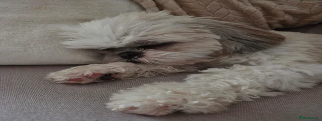 Lila