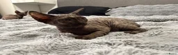 Sphynx cats for sale: Three 😍Sphynx Kittens  in Corby - Advert 10