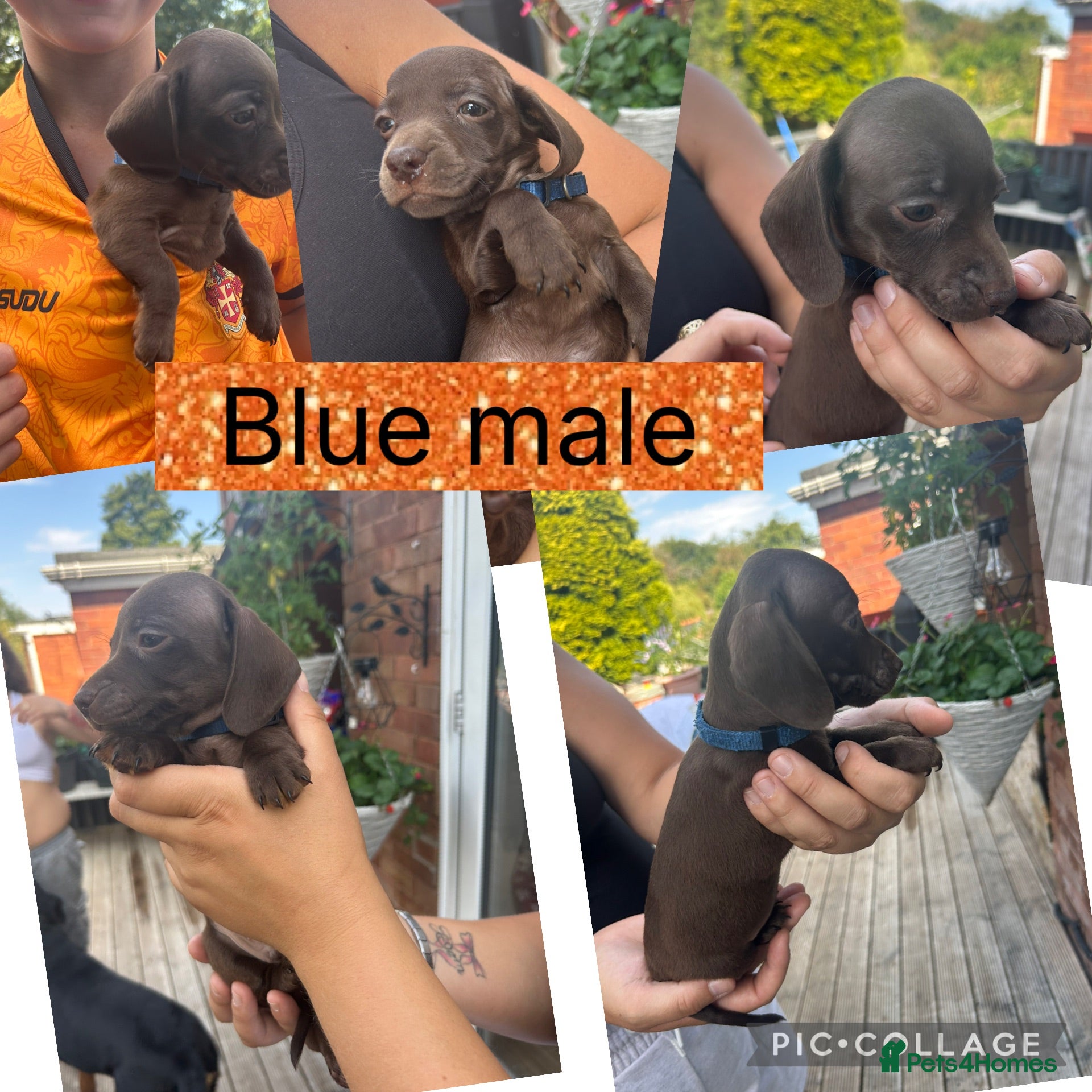 Miniature Dachshund dogs Miniature smooth haired dachshund pups for sale - Advert 2