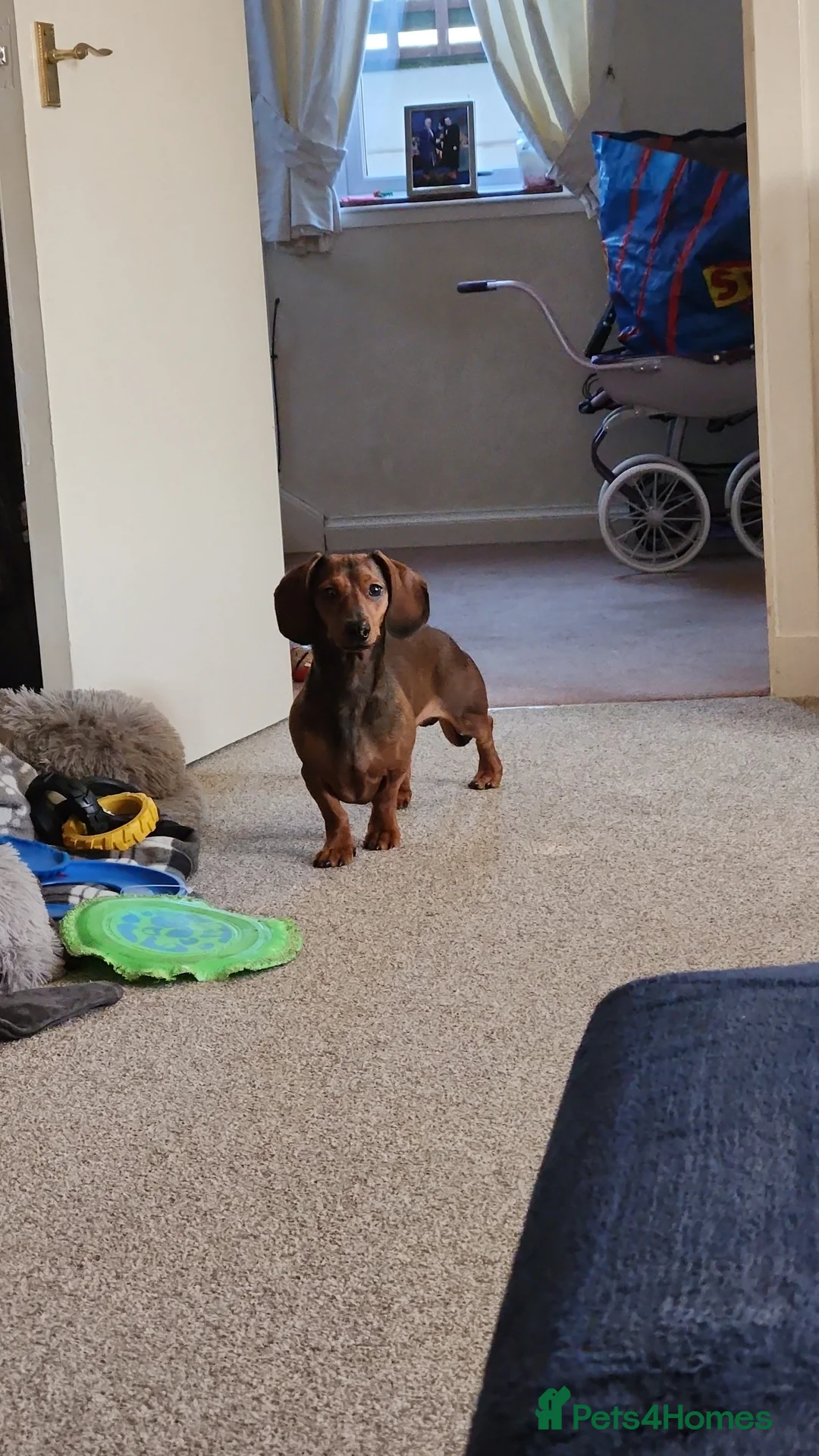 Miniature Dachshund dogs for stud: STUD - proven -KC registered mini dachshund  - Advert 3