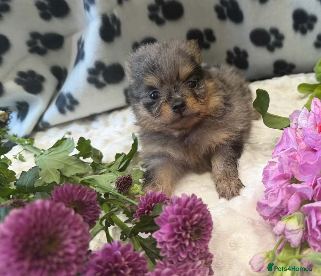 Pomeranian dogs for sale: Beautiful, Small and Joyful Pomeranian Puppies ❤️ - Advert 2