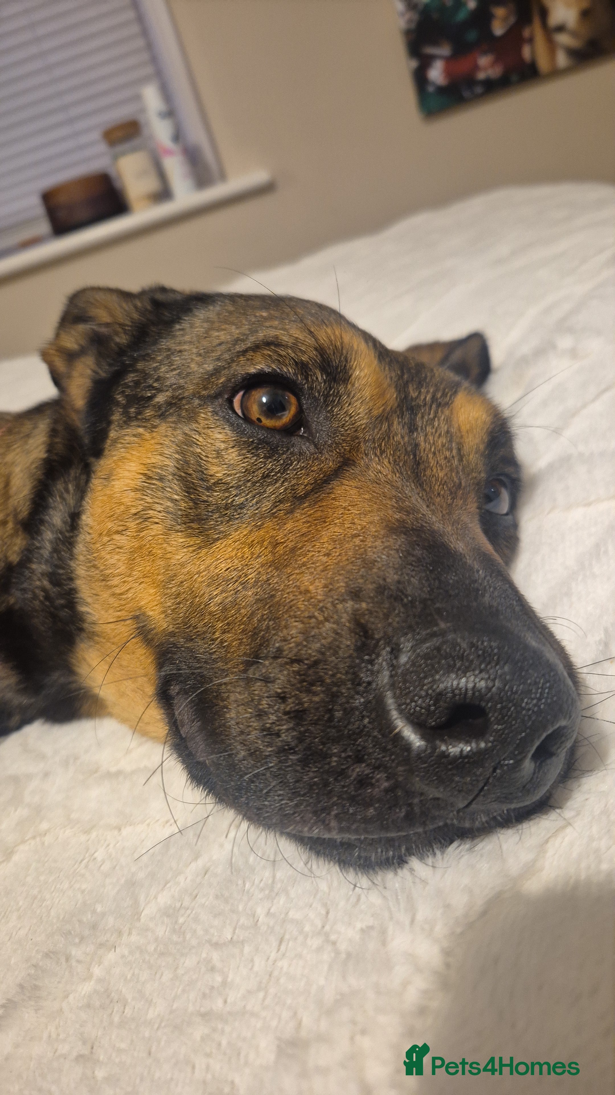 Mixed Breed dogs Belgium shepherd dog  - Advert 1