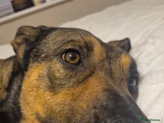 Mixed Breed dogs Belgium shepherd dog - Advert 1