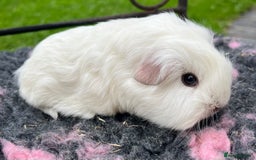 Guinea Pig rodents for sale: Guinea pigs, breed- Sheltie, Coronet, Texel,Merino - Image 7