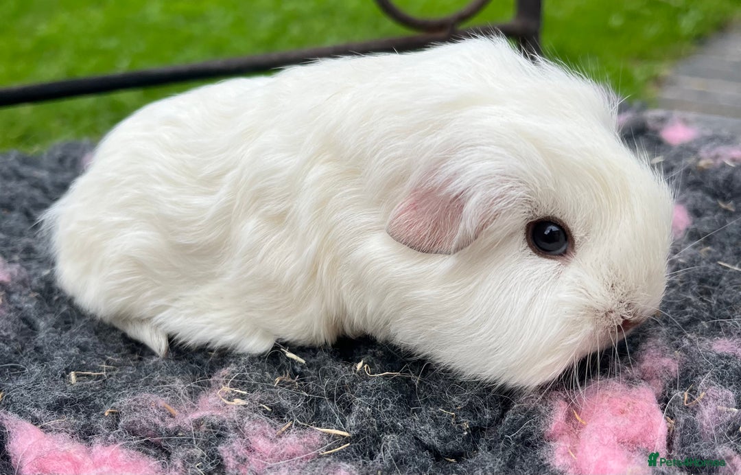 Guinea Pig rodents for sale: Guinea pigs, breed- Sheltie, Coronet, Texel,Merino - Image 7