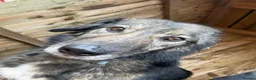 Mixed Breed dogs for adoption: Meet Barak, currently residing in Cheshire  in Nantwich - Advert 6