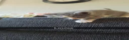 Mixed Breed cats for sale: 4 funny, playful, loving beautiful kittens  in Dunfermline - Advert 4