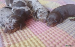 Miniature Dachshund dogs for sale: Minture dachshund puppies  - Image 17