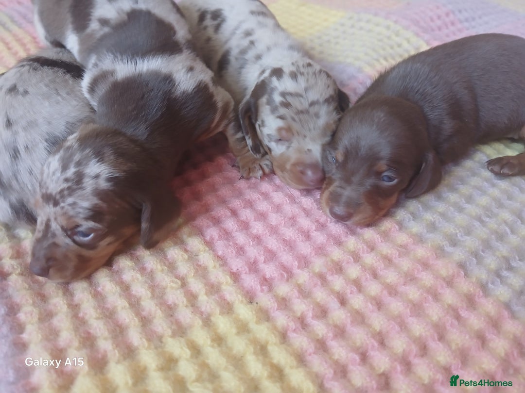 Miniature Dachshund dogs for sale: Minture dachshund puppies  - Image 17
