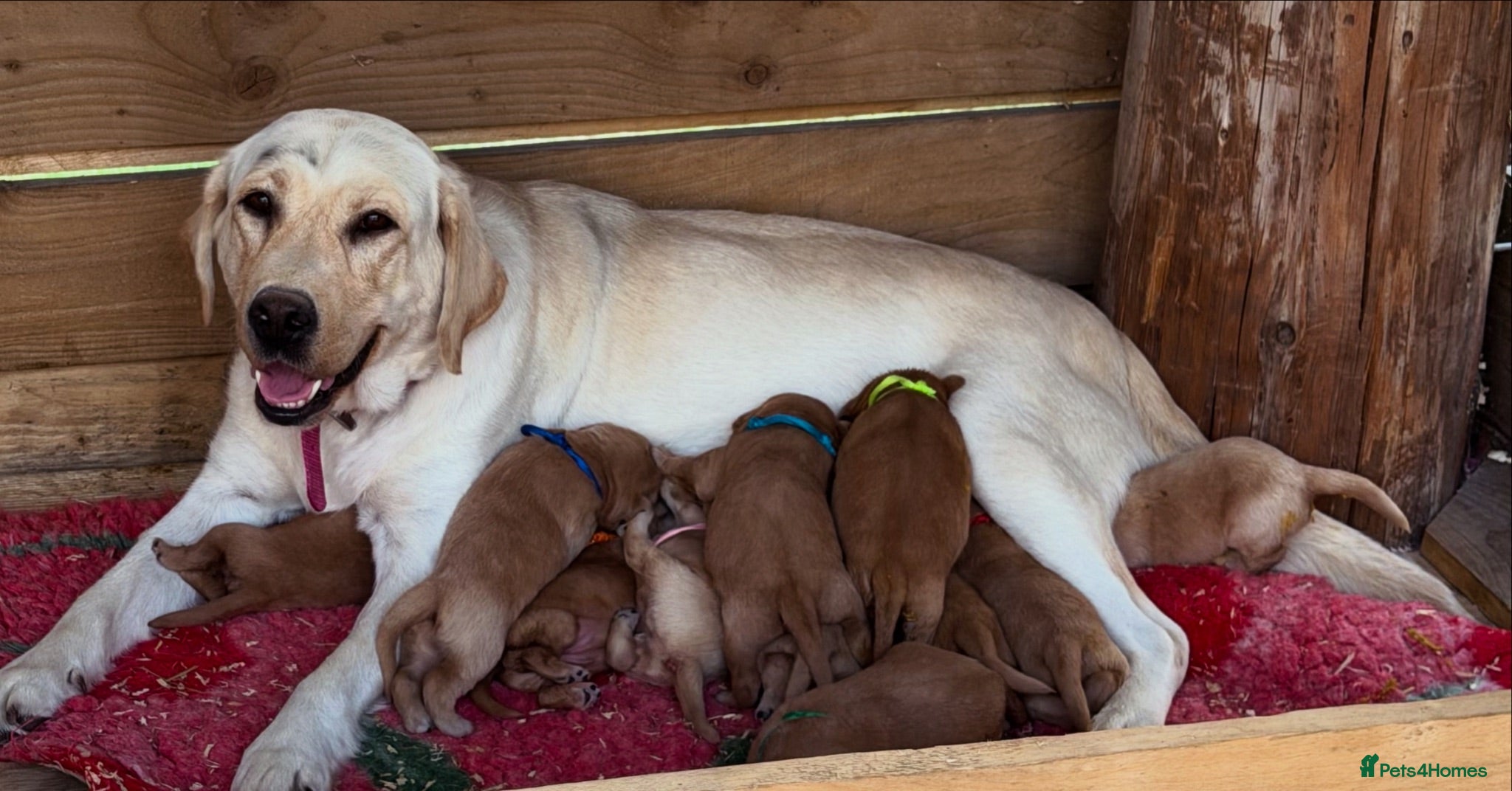 Labrador Retriever dogs Exceptional Stunning Labrador Puppies  - Advert 1
