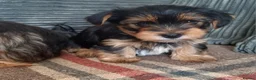 Yorkshire Terrier dogs for sale: Two boys - Advert 13
