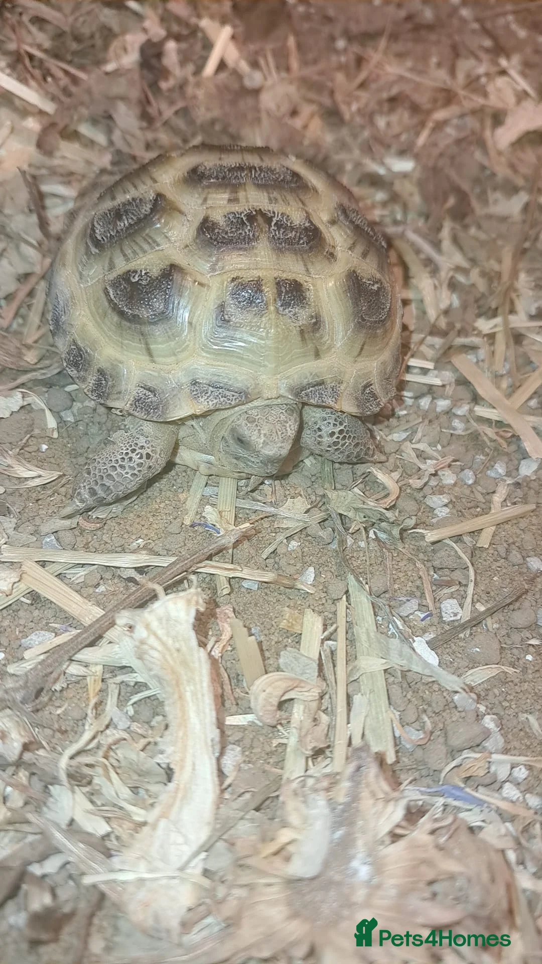 Tortoise reptiles for sale: Tortoise and enclosure in Halesowen - Advert 2