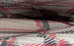 Rat rodents for sale: two female rats for sale - Image 4