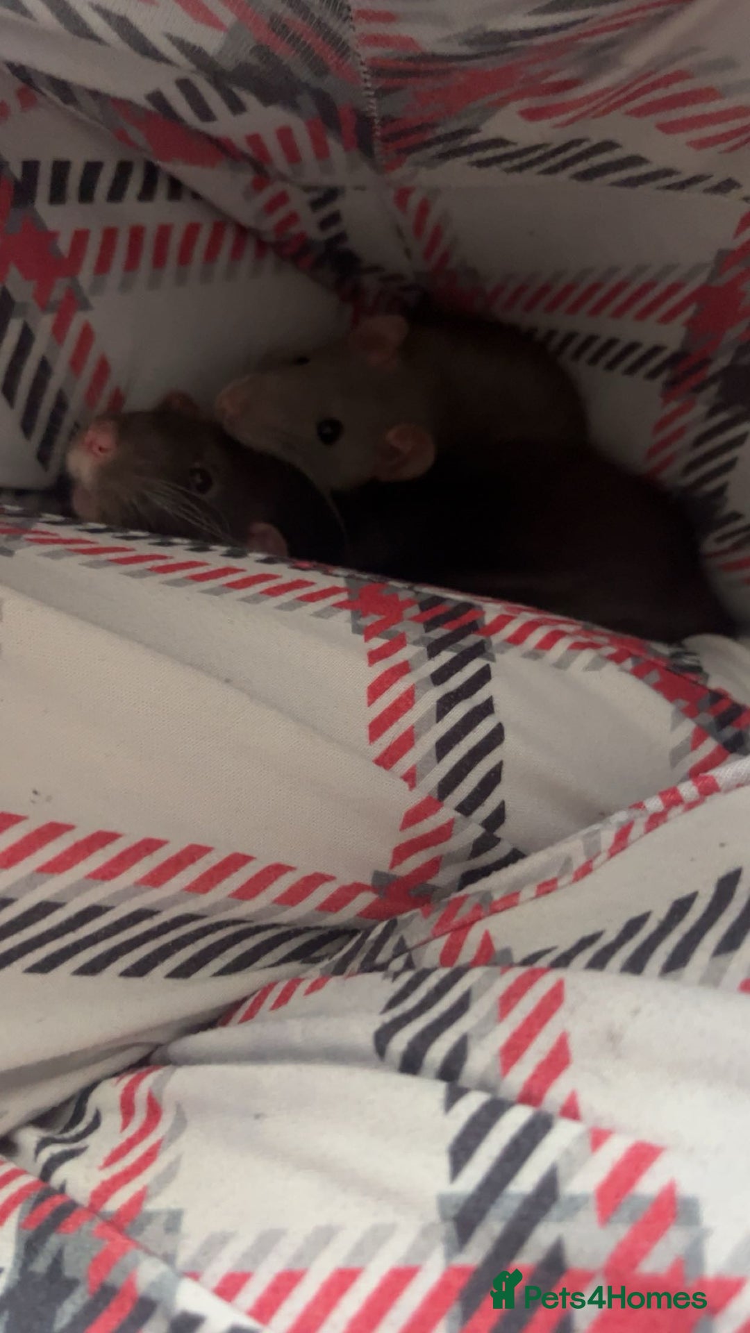 Rat rodents for sale: two female rats for sale - Image 4