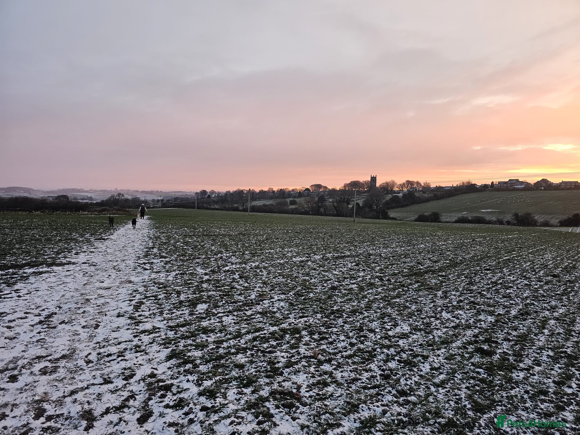 Mixed Breed dogs Looking for Labernard Stud for our Labernard girl in Huddersfield - Advert 2