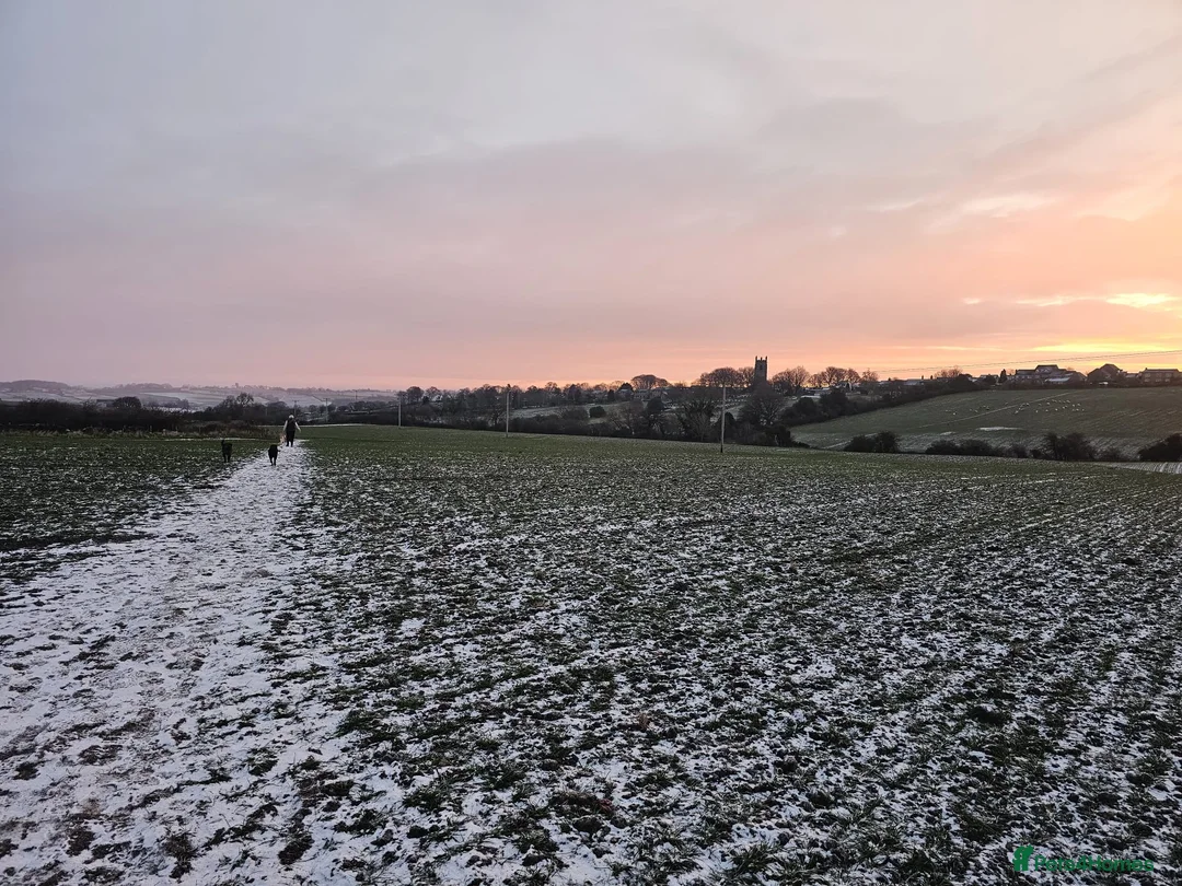 Mixed Breed dogs for stud: Looking for Labernard Stud for our Labernard girl in Huddersfield - Advert 1