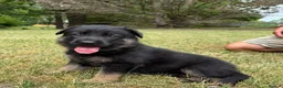 German Shepherd dogs for sale: Blood champions german shepherd puppies  in Hull - Advert 8
