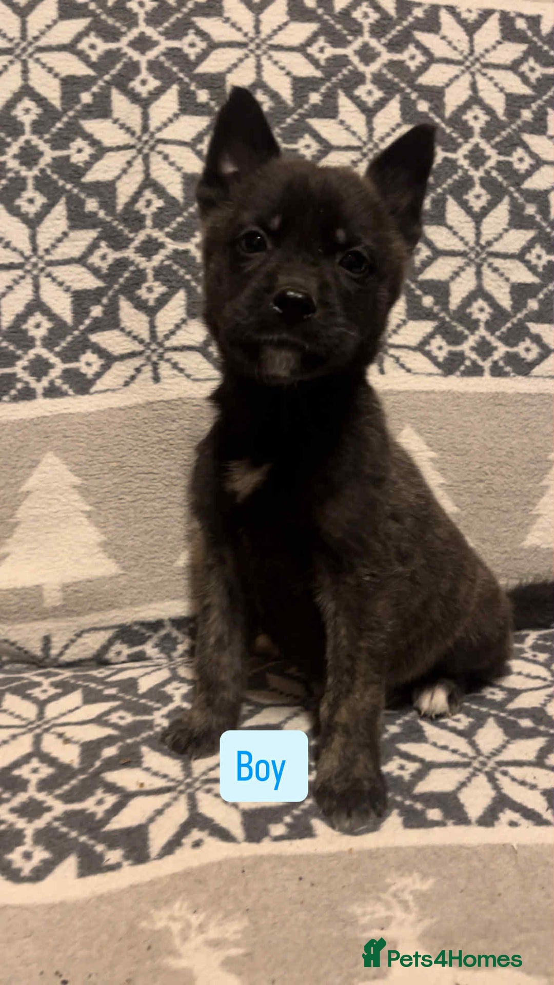 Huskita dogs for sale: Stunning little huski pups  - Advert 7