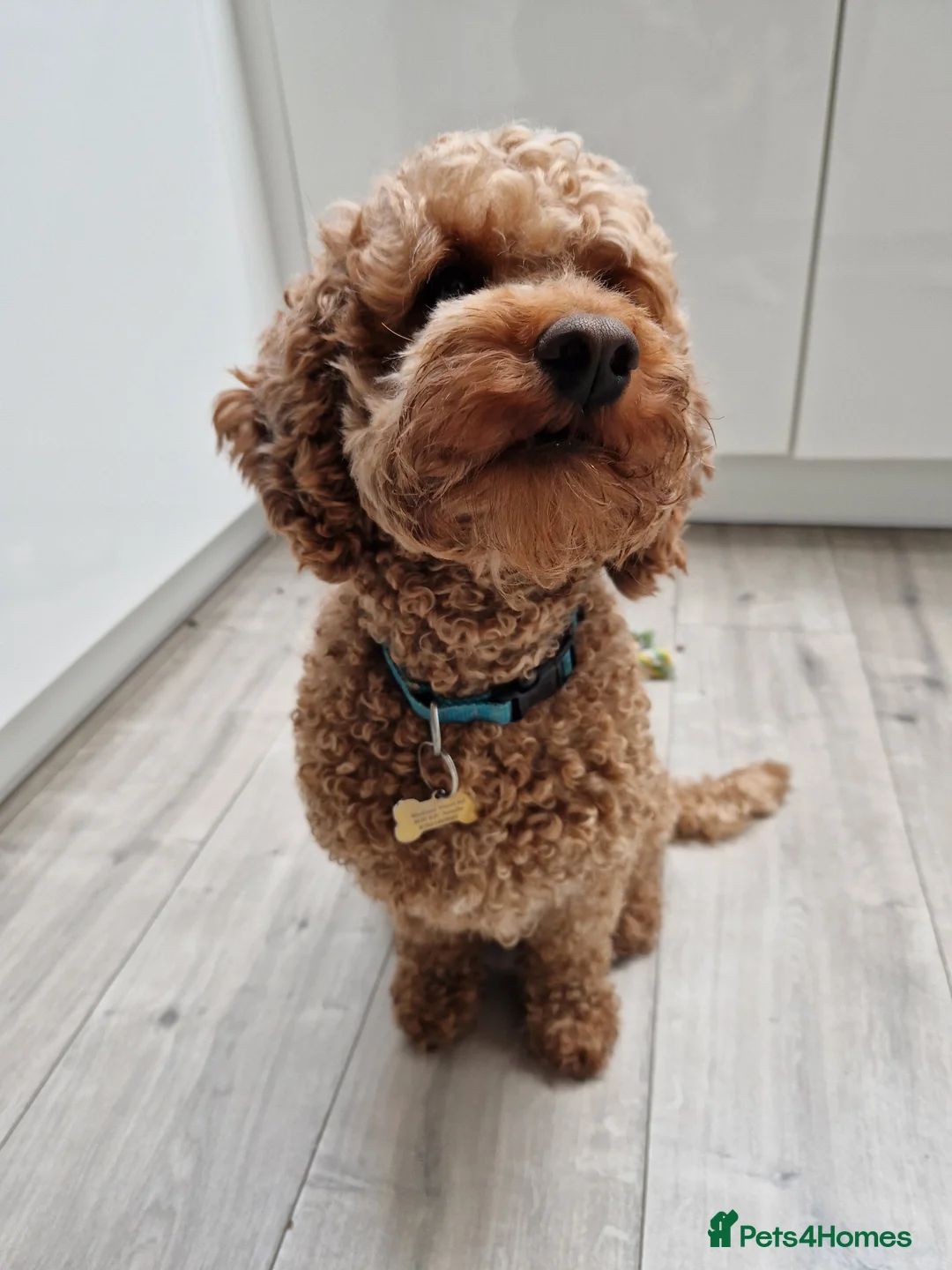 Miniature Poodle dogs for stud: KC DNA tested proven RED miniature poodle stud in Manchester - Advert 13