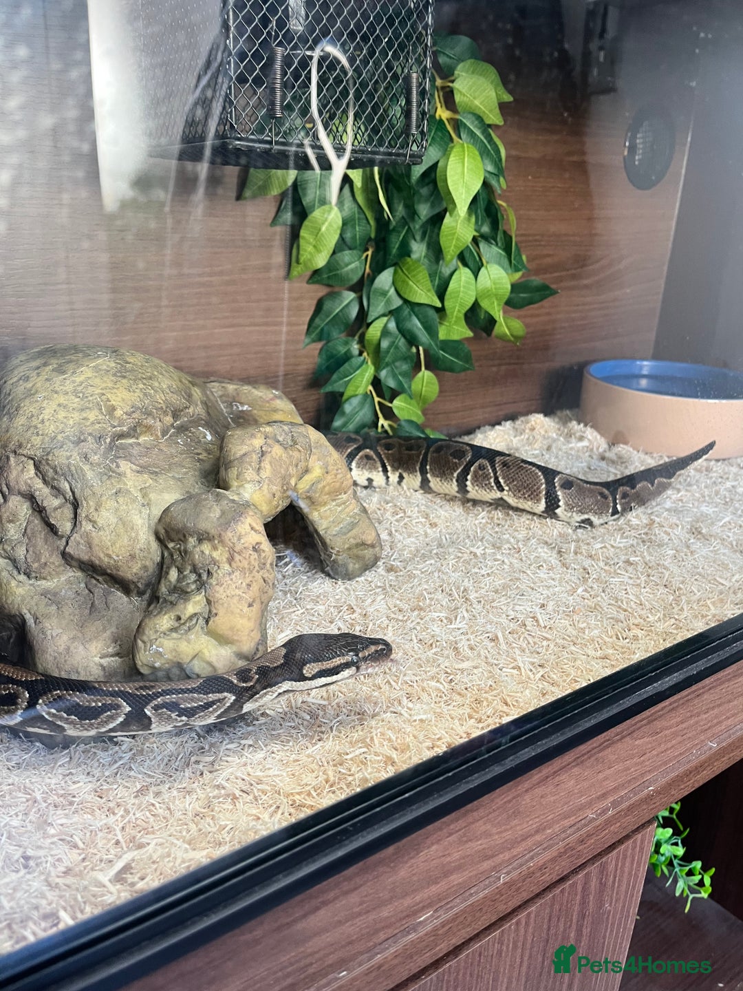 Python Snake reptiles for sale: Ball python full set up  - Image 2
