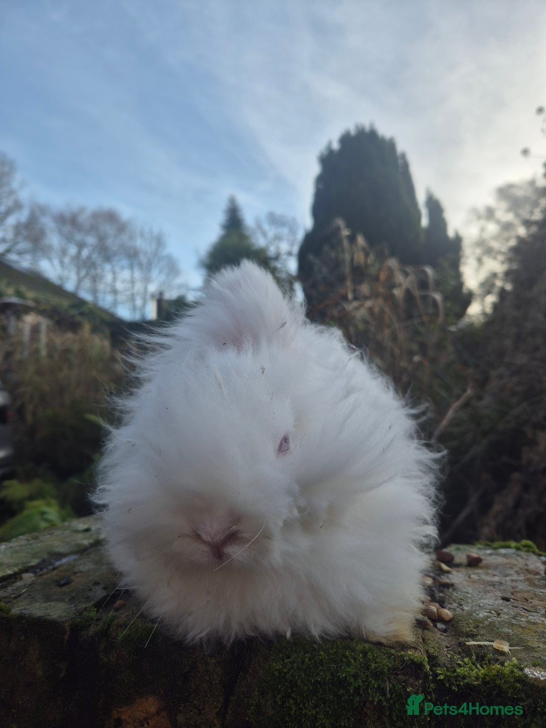 Angora rabbits for sale: 💗 READY NOW FULL FACED WHITE GIRL 💗  - Advert 6
