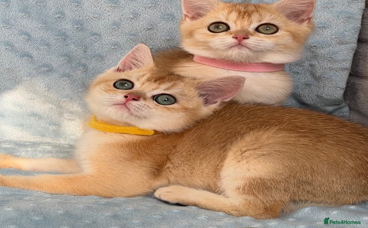 British Shorthair cats - Advert 16